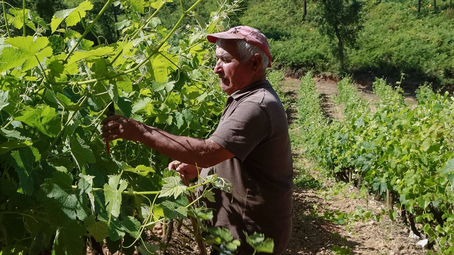 Encosta's do Sobral da Granja dono