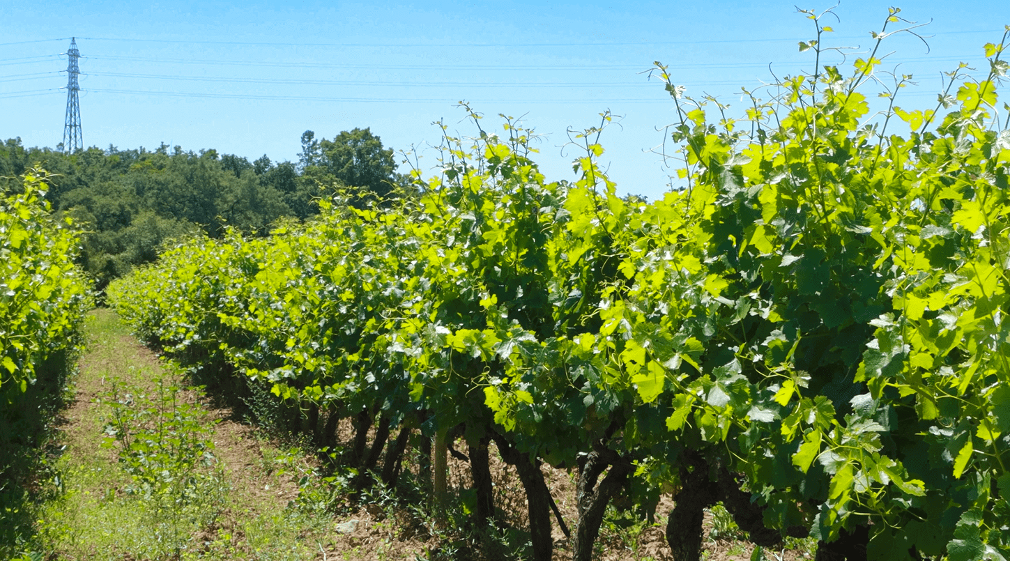 Encosta's do Sobral da Granja vinha2